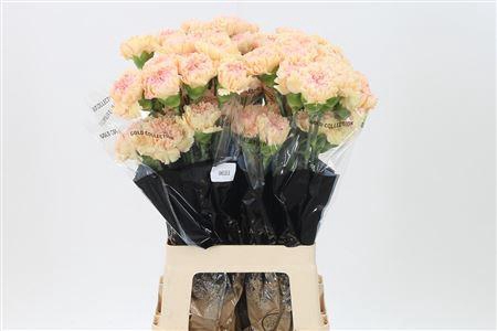 <h4>Di St Ukelele</h4>