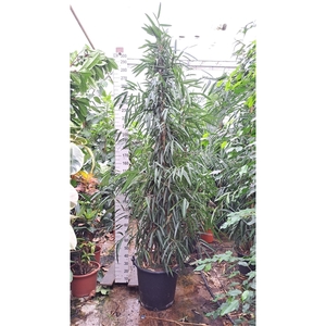 Ficus Alii piramide 340