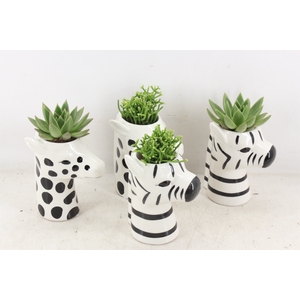 arr2 PL - Ker. zebra/giraffe mix