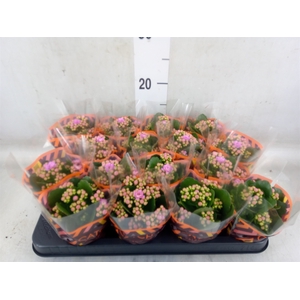 Kalanchoe blos. 'Calandiva Zeta'