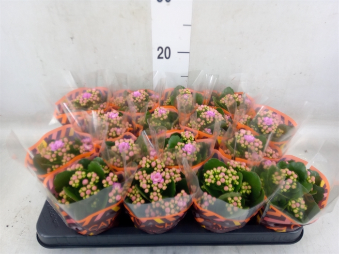 <h4>Kalanchoe blos. 'Calandiva Zeta'</h4>