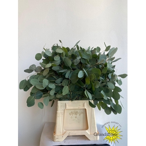 Populus Long Extra