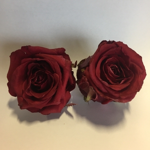 Red Eagle rose 4,5-5cm