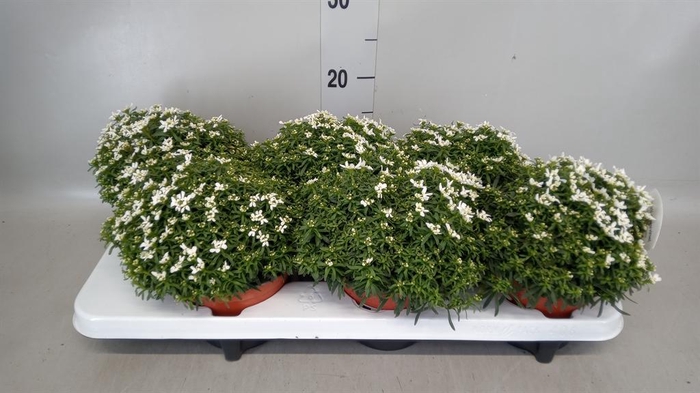 <h4>Iberis semp.</h4>