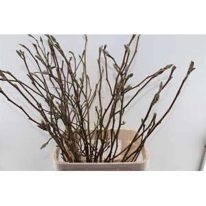 Magnolia Grandiflora