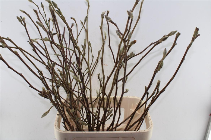 <h4>Magnolia Grandiflora</h4>