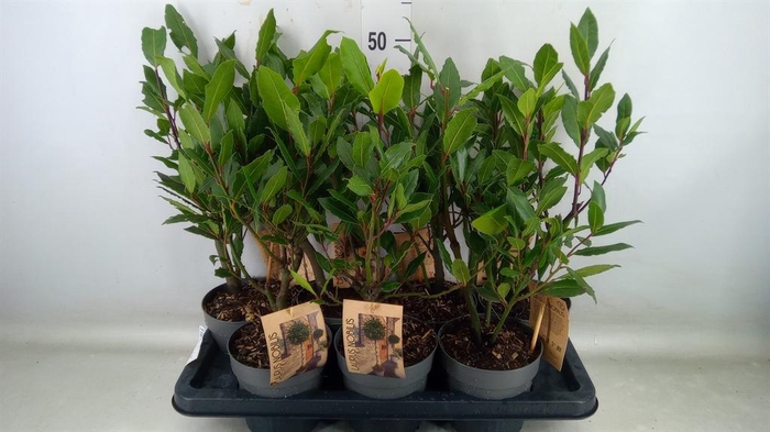 <h4>Laurus nobilis</h4>