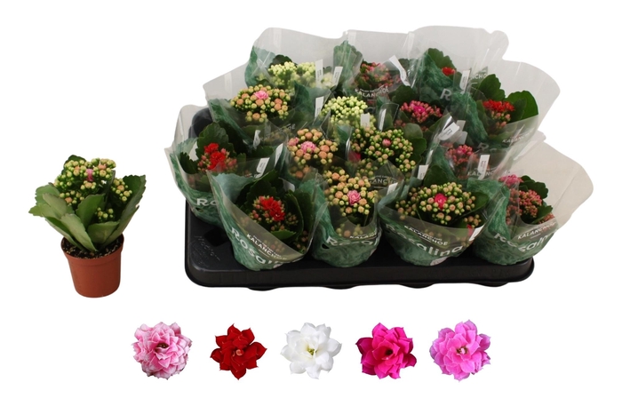 <h4>KAL GE RO GEM 5 KL</h4>