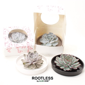 ROOTLESS Echeveria, Panda bowl, hearts box