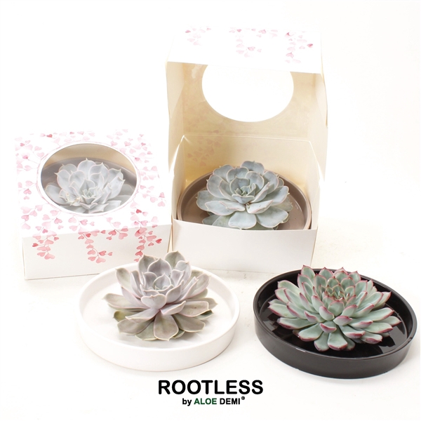 <h4>ROOTLESS Echeveria, Panda bowl, hearts box</h4>