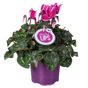MoreLIPS® Cyclamen Fuji paars