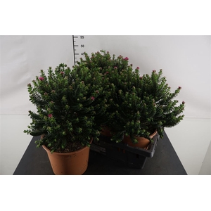 Pimelea Ferruginea 23 Cm. Pot