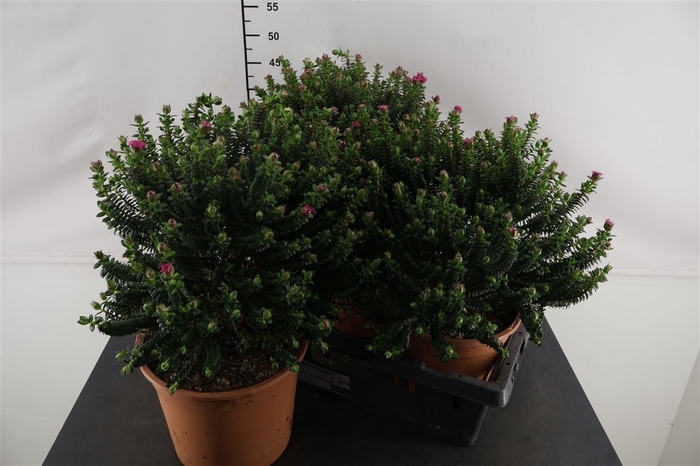 <h4>Pimelea Ferruginea 23 Cm. Pot</h4>