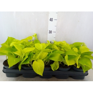 Epipremnum pinn. 'Golden Pothos'