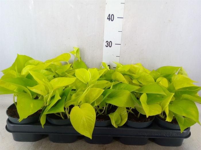 <h4>Epipremnum pinn. 'Golden Pothos'</h4>