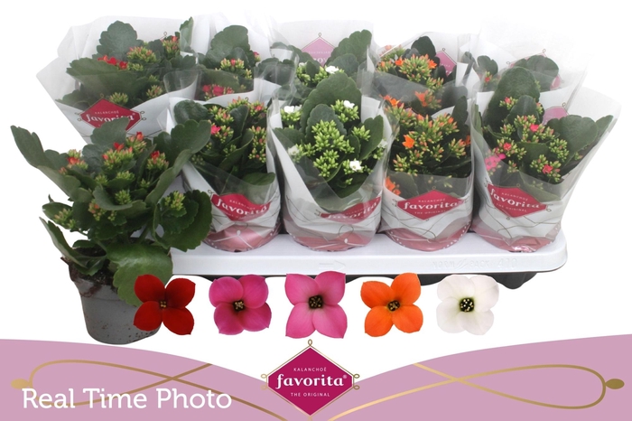 <h4>KAL EN GEM 5 KL</h4>