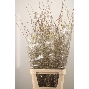 CORYLOPSIS S CYNTHIA 120CM#