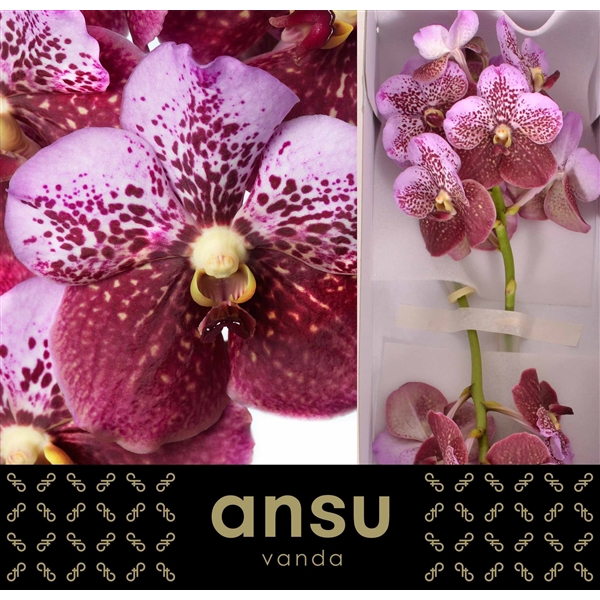 <h4>Vanda Divana Pink and Mahogany</h4>