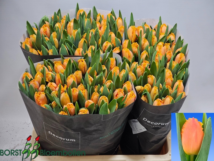 <h4>TU FR OGENE</h4>