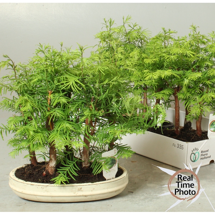 <h4>BONSAI OV</h4>