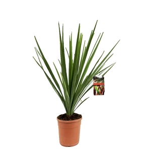 Cordyline indivisa