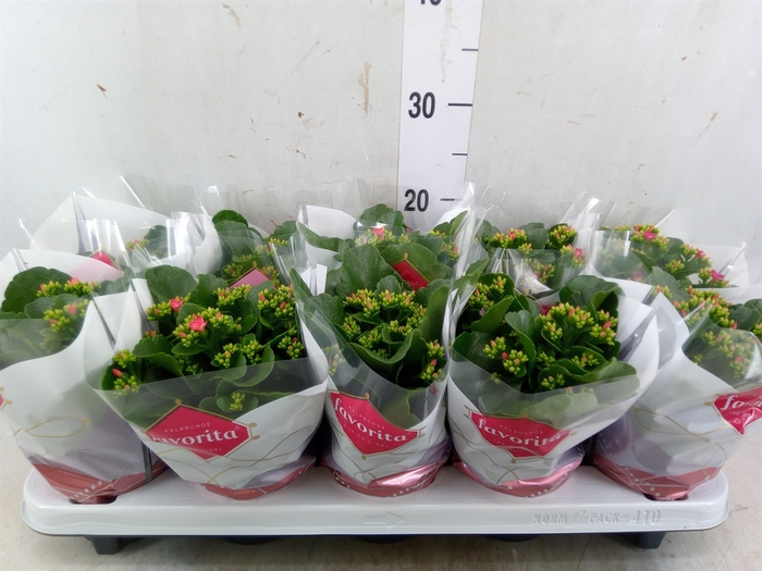 <h4>Kalanchoe blos. 'Favor Bella Rosa'</h4>