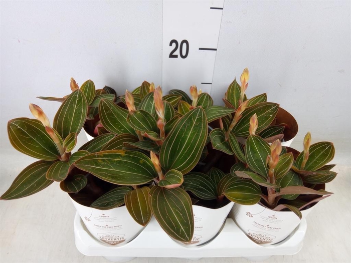 <h4>Ludisia discolor</h4>