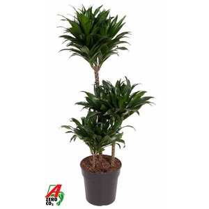 Dracaena fra Compacta Grp 'Compacta'