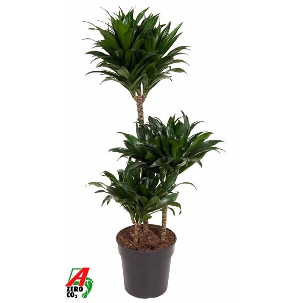 <h4>Dracaena fra Compacta Grp 'Compacta'</h4>