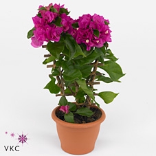BOUGAINV V D PUR IMP
