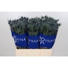 Eryngium Blue Dynamite