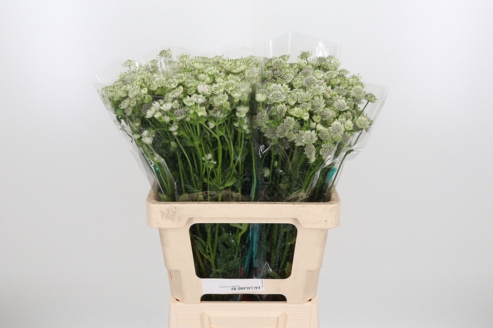 <h4>Astrantia Wit Billion Stars</h4>