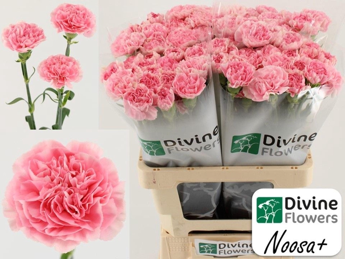 <h4>Dianthus ST 'Noosa'</h4>