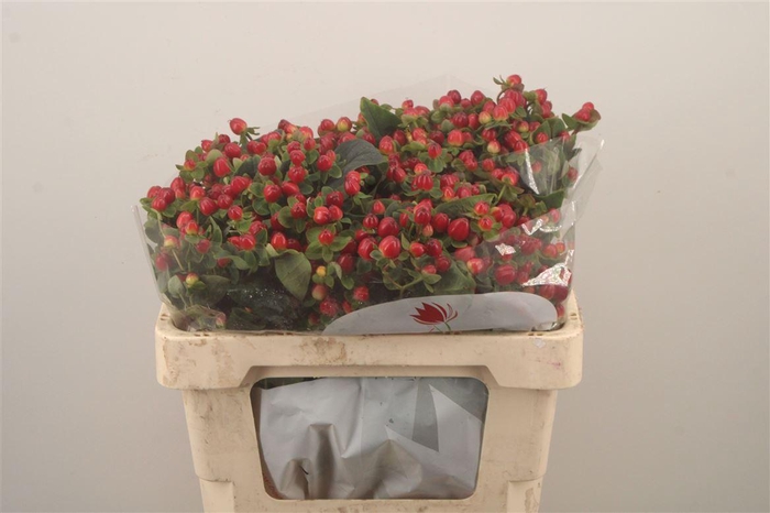 <h4>Hyp Mag Triumph</h4>