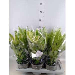 Fatsia japonica 'Variegata'