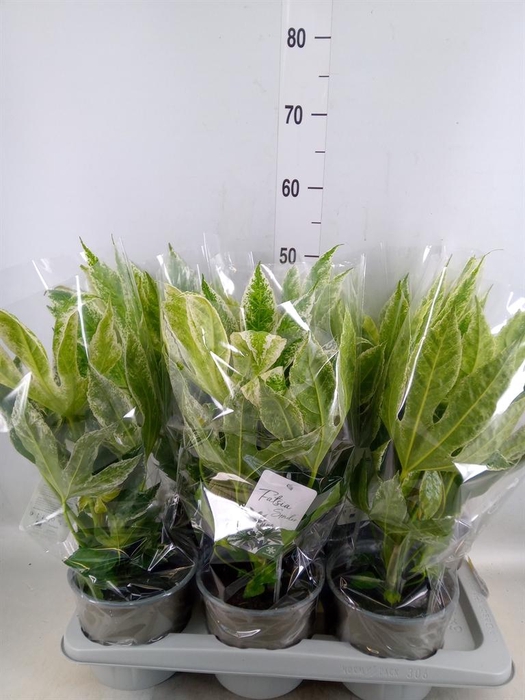 <h4>Fatsia japonica 'Variegata'</h4>