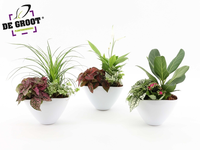 <h4>Groenmix in envelopppot</h4>