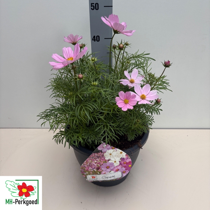 <h4>COSM BIP SON PINK</h4>