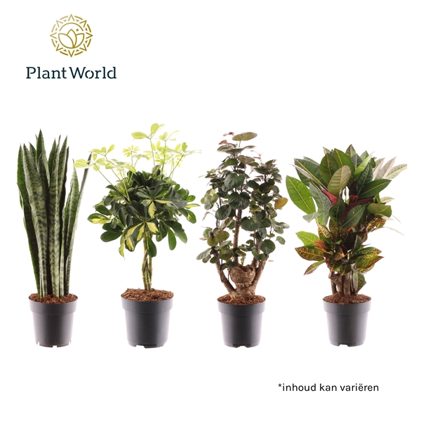 <h4>Kamerplant Santorini Mix</h4>