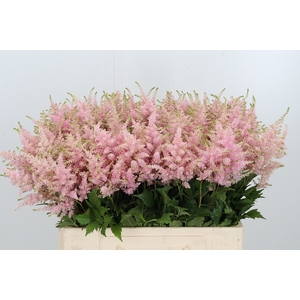 Astilbe Europa Roze