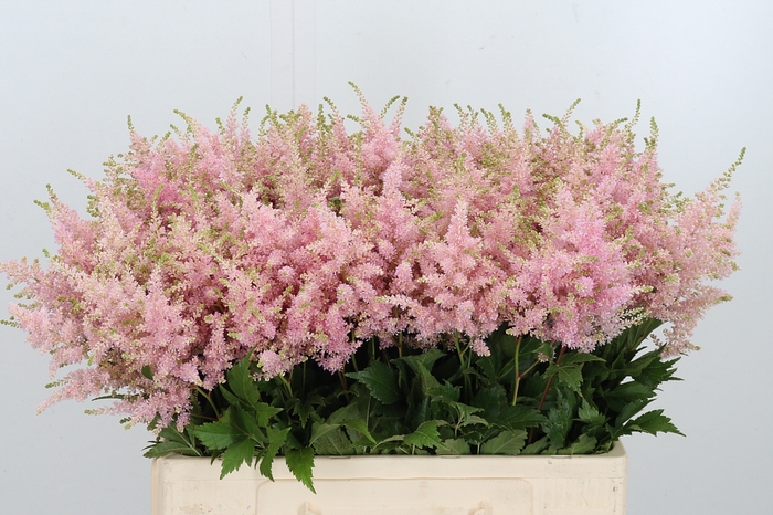 <h4>Astilbe Europa Roze</h4>