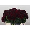 Dahlia Black Fox