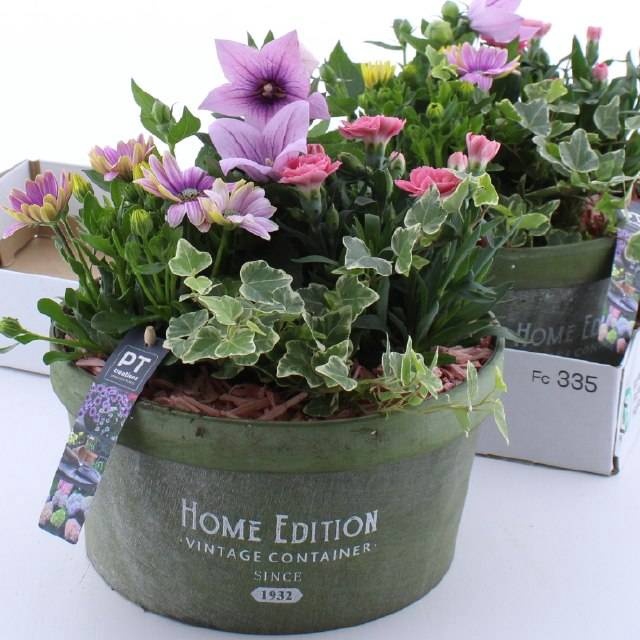 <h4>ARR TUINPLANTEN</h4>
