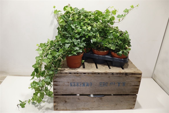 <h4>arr8 Hed He Wonder</h4>