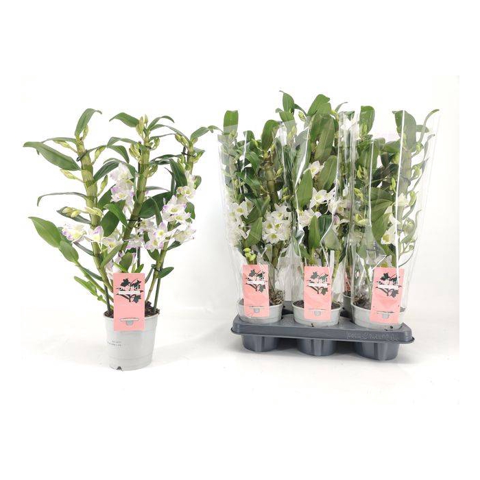 <h4>Dendrobium nobile mix 12Ø 50cm 3st 26fl</h4>