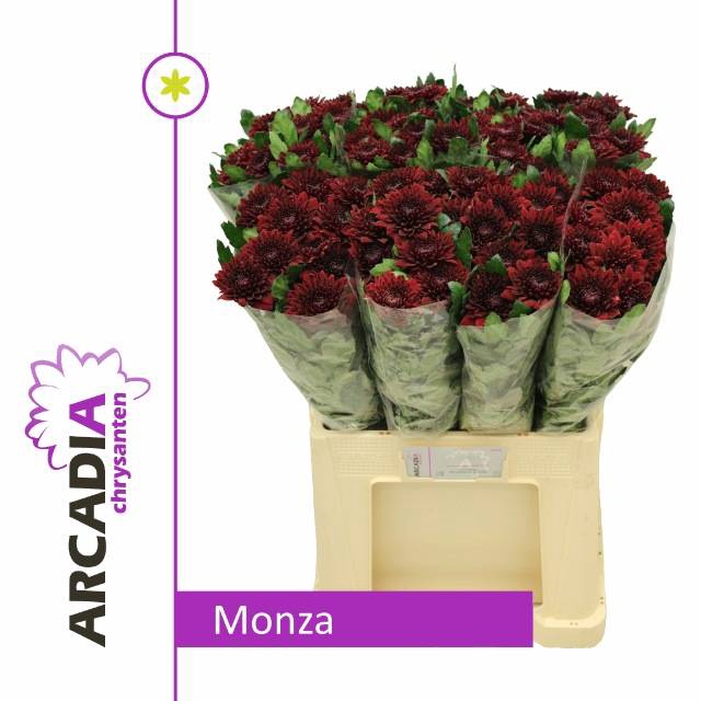 <h4>CHR G MONZA</h4>