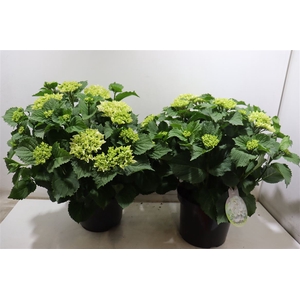 Hydr Crystel Palace 29 Cm