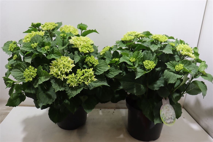 <h4>Hydr Crystel Palace 29 Cm</h4>