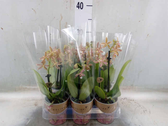 <h4>Phalaenopsis multi.   ...orange</h4>