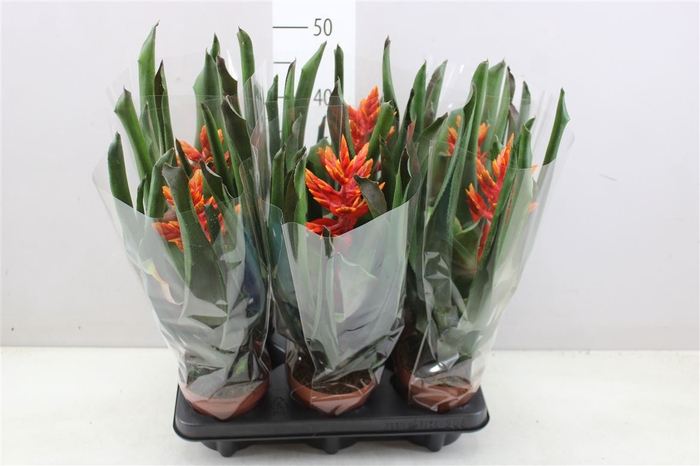 <h4>Aechmea Elegant Flame</h4>